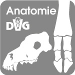 Logo Anatomie